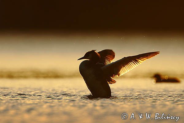 perkoz dwuczuby, Podiceps cristatus