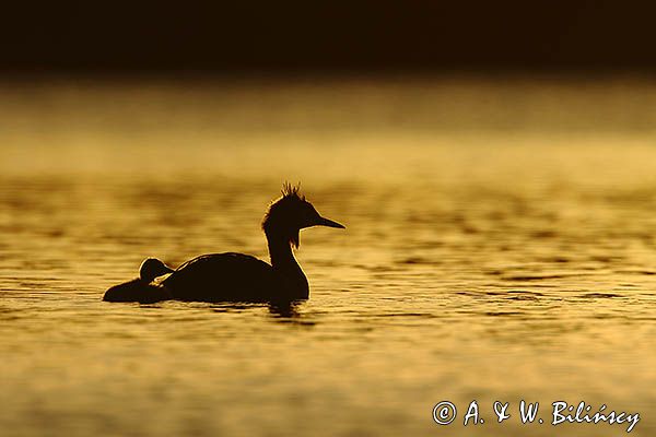 perkoz dwuczuby, Podiceps cristatus, z pisklęciem