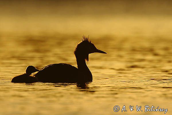 perkoz dwuczuby, Podiceps cristatus