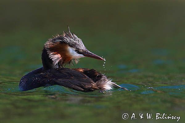 perkoz dwuczuby, Podiceps cristatus, poranna toaleta