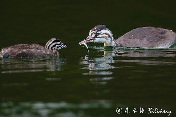 perkoz dwuczuby, Podiceps cristatus, starsze rodzeńtwo karmi młodsze