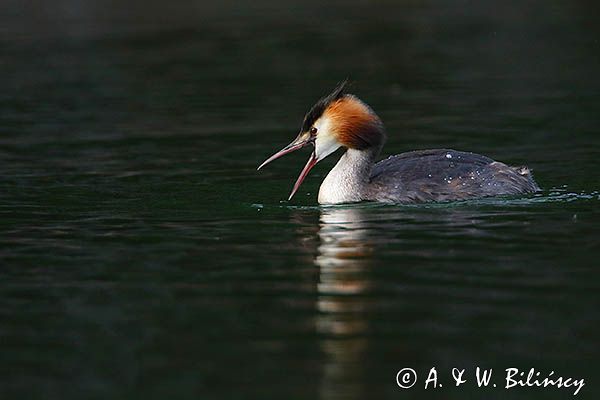 perkoz dwuczuby, Podiceps cristatus