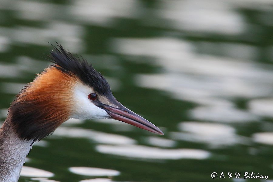 perkoz dwuczuby, Podiceps cristatus