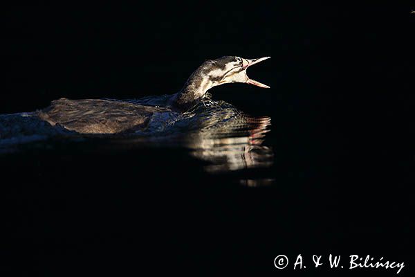 perkoz dwuczuby, Podiceps cristatus, młody