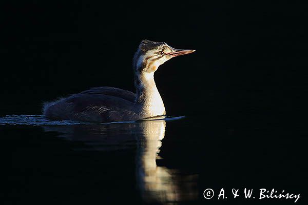 perkoz dwuczuby, Podiceps cristatus, młody