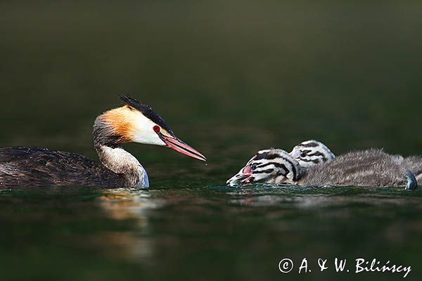 perkoz dwuczuby, Podiceps cristatus, z pisklętami