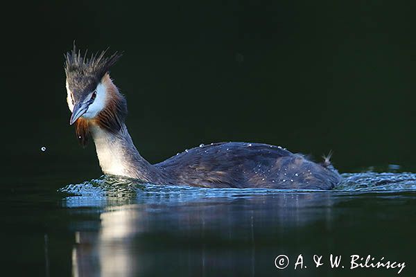 perkoz dwuczuby, Podiceps cristatus