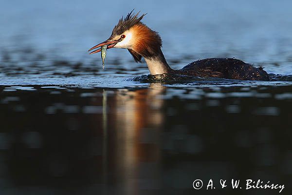 perkoz dwuczuby, Podiceps cristatus