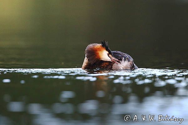 perkoz dwuczuby, Podiceps cristatus