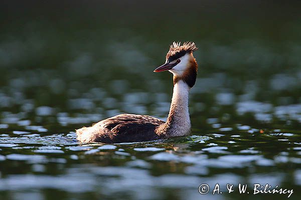perkoz dwuczuby, Podiceps cristatus