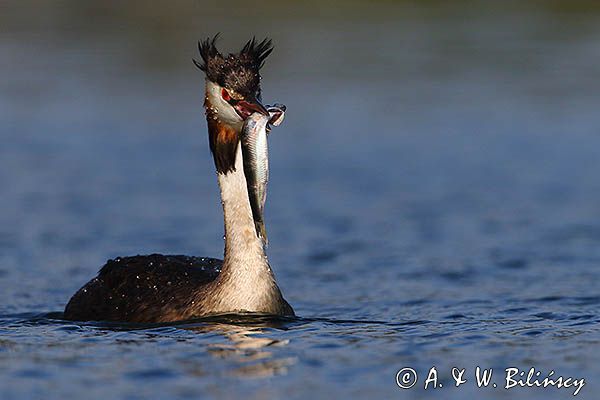 perkoz dwuczuby, Podiceps cristatus