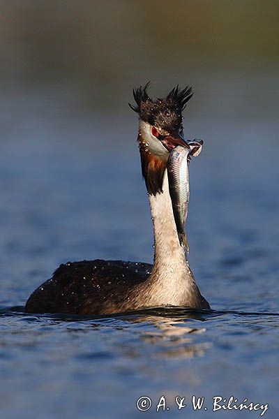 perkoz dwuczuby, Podiceps cristatus