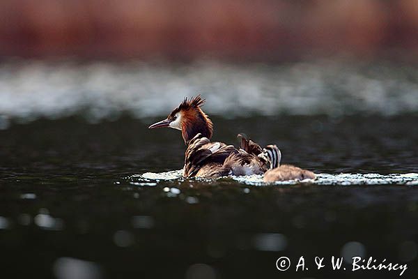 perkoz dwuczuby, Podiceps cristatus