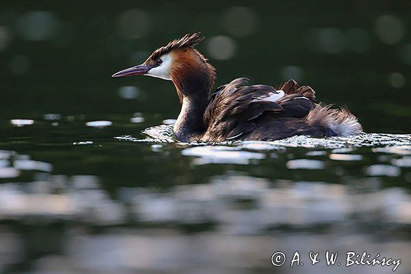 perkoz dwuczuby, Podiceps cristatus
