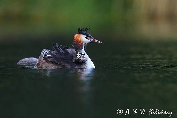 perkoz dwuczuby, Podiceps cristatus, z pisklętami