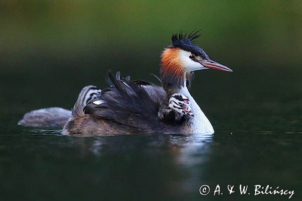 perkoz dwuczuby, Podiceps cristatus, z pisklętami
