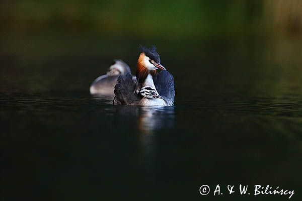 perkoz dwuczuby, Podiceps cristatus, z pisklętami