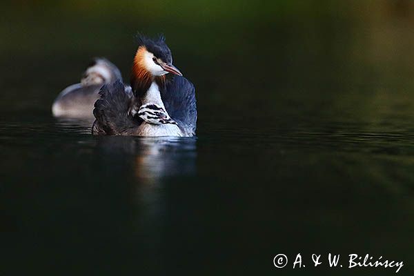 perkoz dwuczuby, Podiceps cristatus, z pisklętami