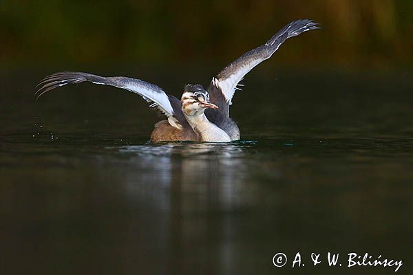 perkoz dwuczuby, Podiceps cristatus, młody