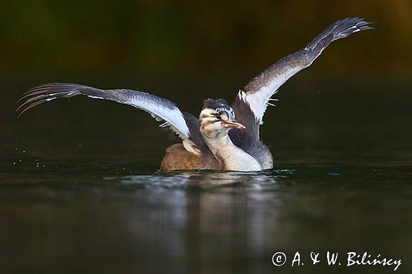 perkoz dwuczuby, Podiceps cristatus, młody