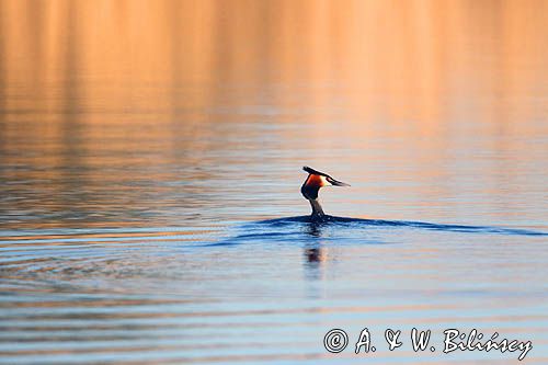 perkoz dwuczuby, Podiceps cristatus