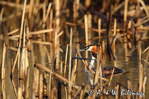 perkoz dwuczuby, Podiceps cristatus