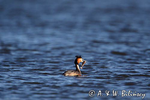 perkoz dwuczuby, Podiceps cristatus, z rybką