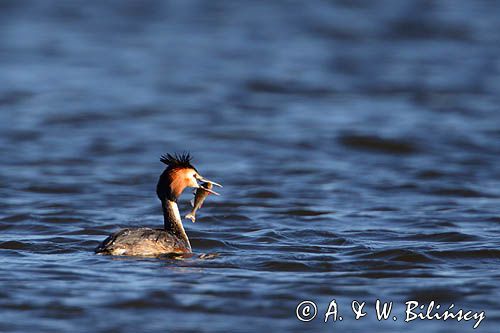 perkoz dwuczuby, Podiceps cristatus, z rybką