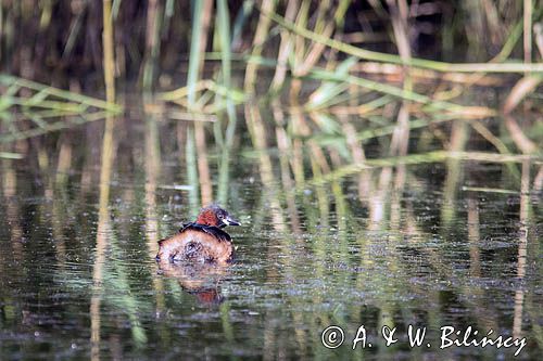 Perkozek zwyczajny, perkozek, Tachybaptus ruficollis