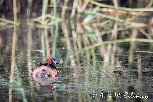 Perkozek zwyczajny, perkozek, Tachybaptus ruficollis