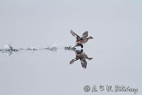 biegnący po wodzie perkozek, Tachybaptus ruficollis