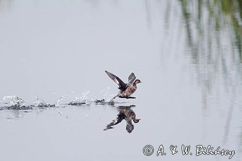 biegnący po wodzie perkozek, Tachybaptus ruficollis