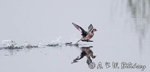 biegnący po wodzie perkozek, Tachybaptus ruficollis