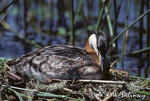 Perkoz rdzawoszyi na gnieździe łać:Podiceps grisegena) Perkoz rdzawoszyi na gnieździe łać:Podiceps grisegena)