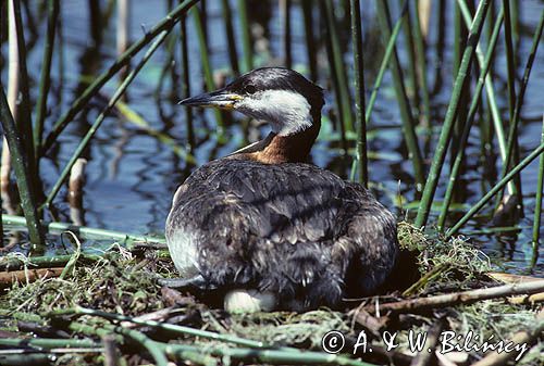 Perkoz rdzawoszyi na gnieździe łać:Podiceps grisegena)