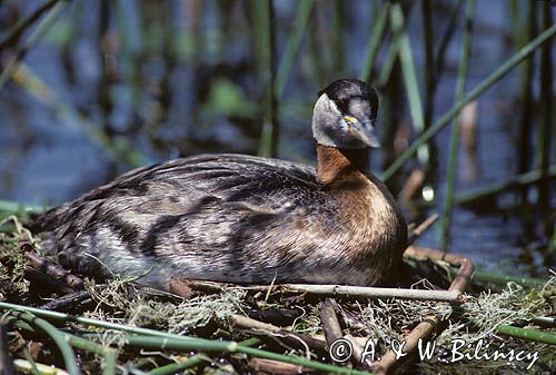 Perkoz rdzawoszyi na gnieździe łać:Podiceps grisegena)