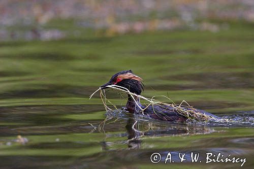 perkoz rogaty Podiceps auritus