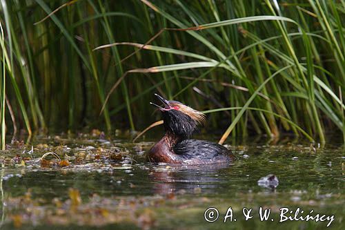 perkoz rogaty Podiceps auritus