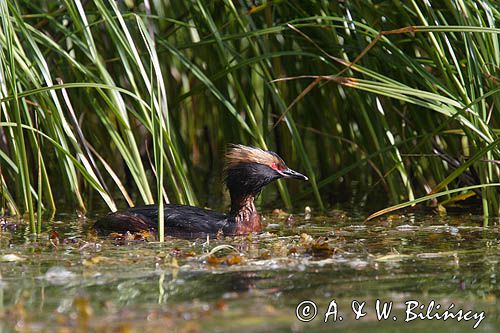 perkoz rogaty Podiceps auritus