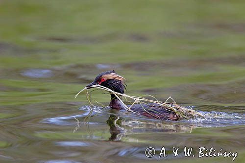 perkoz rogaty Podiceps auritus