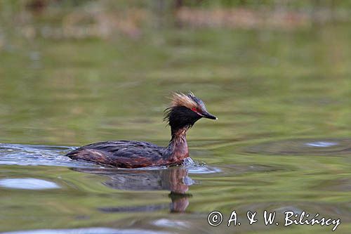 perkoz rogaty Podiceps auritus