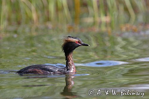 perkoz rogaty Podiceps auritus