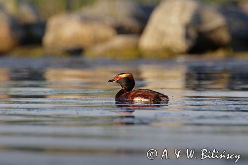 perkoz rogaty Podiceps auritus