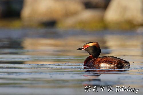 perkoz rogaty Podiceps auritus