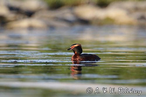 perkoz rogaty Podiceps auritus