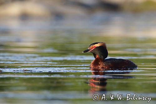 perkoz rogaty Podiceps auritus