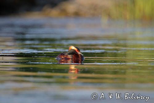 perkoz rogaty Podiceps auritus