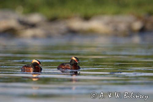 perkoz rogaty Podiceps auritus para