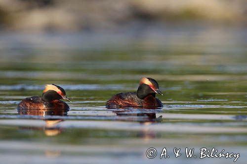 perkoz rogaty Podiceps auritus para