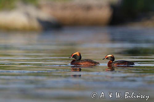 perkoz rogaty Podiceps auritus para